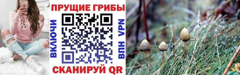 Псилоцибиновые грибы Psilocybe kraken как войти Сковородино